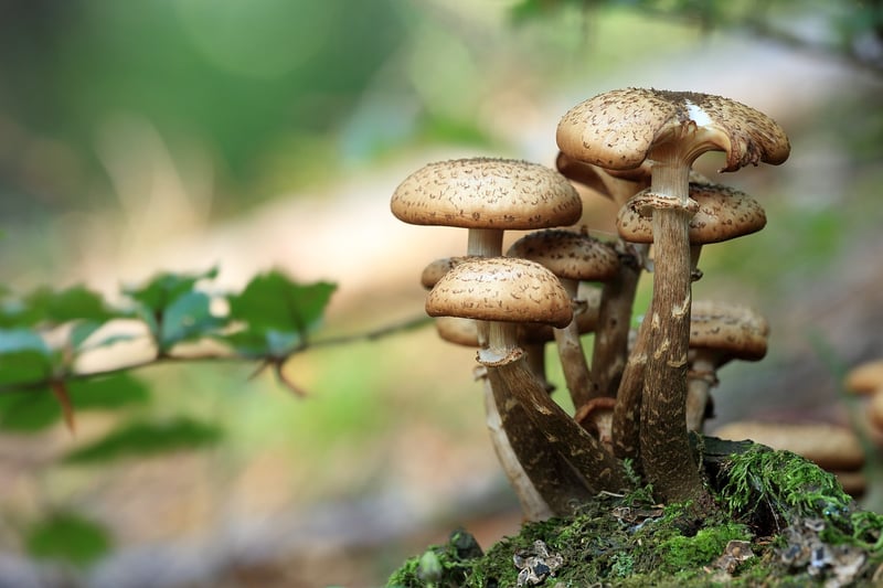 Magical Mushrooms